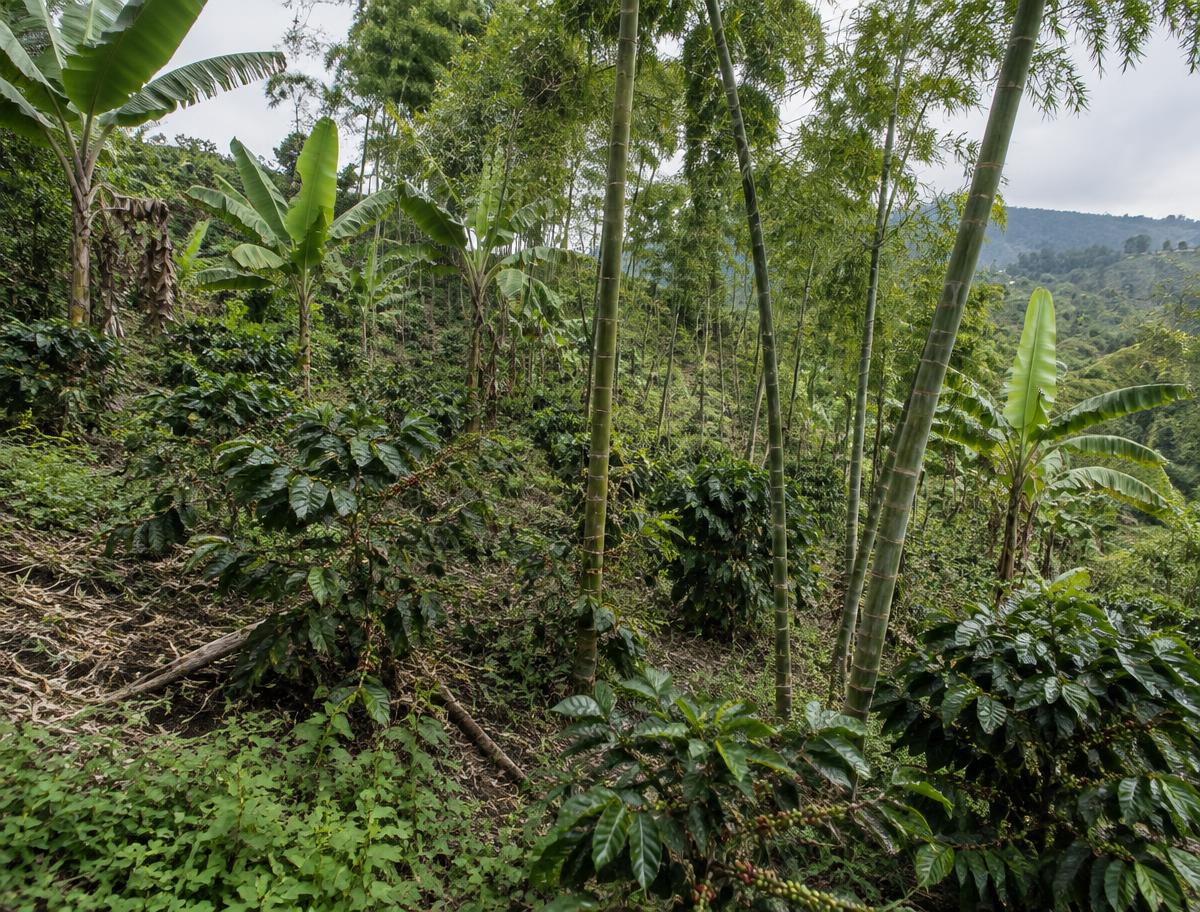 Coffee plants among guadua and plantain
